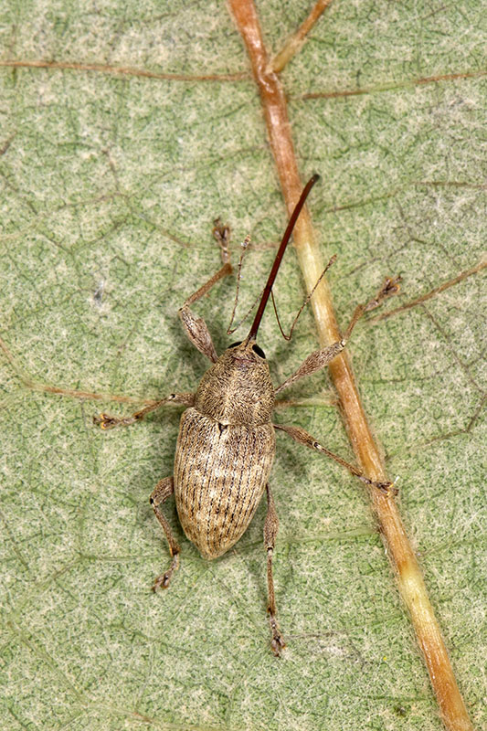 Curculio elephas femmina